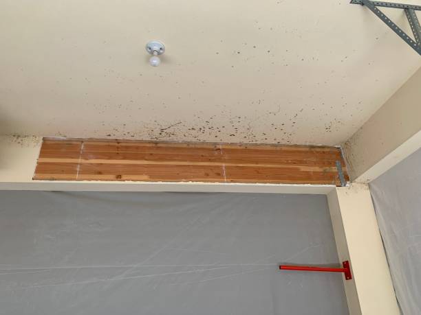 Best Basement Mold Removal  in Rahway, NJ