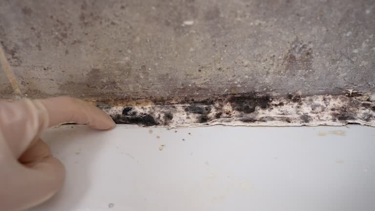 Best Mold Prevention Services  in Rahway, NJ